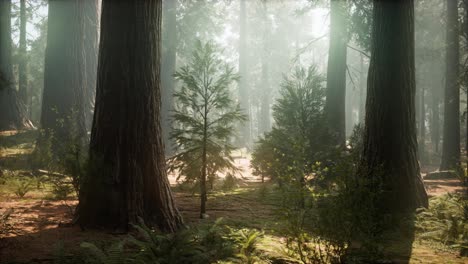 Sonnenaufgang-In-Den-Mammutbäumen,-General-Grant-Grove,-Sequoia-Nationalpark